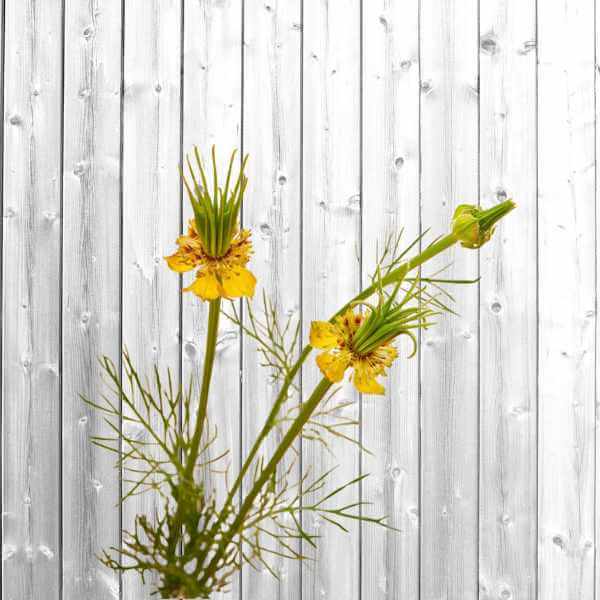 cut flower seed nigella orientalis transformer