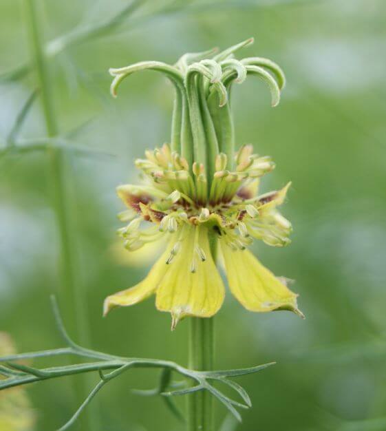 cut flower seed nigella orientalis transformer