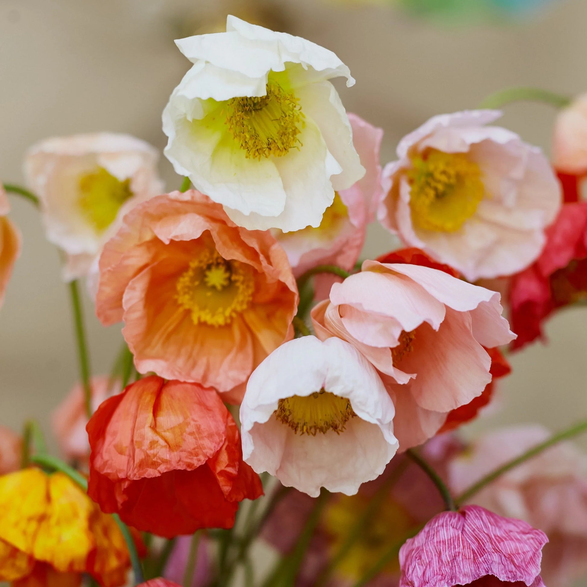 Poppy Icelandic springsong - cut flower seeds