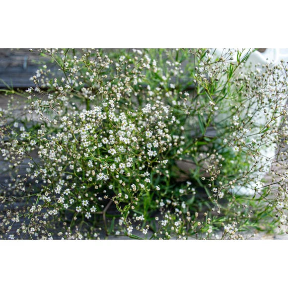 Gypsophila - Double Snowflake