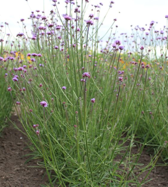 Verbena Bonariensis Vanity