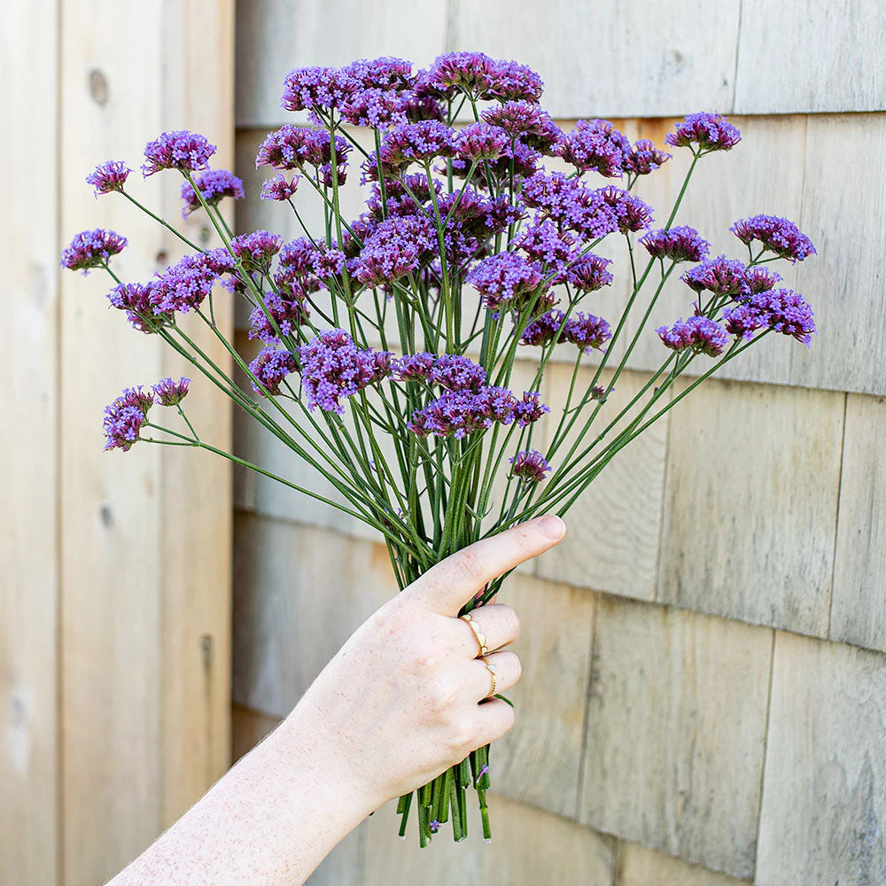 Verbena Bonariensis Vanity