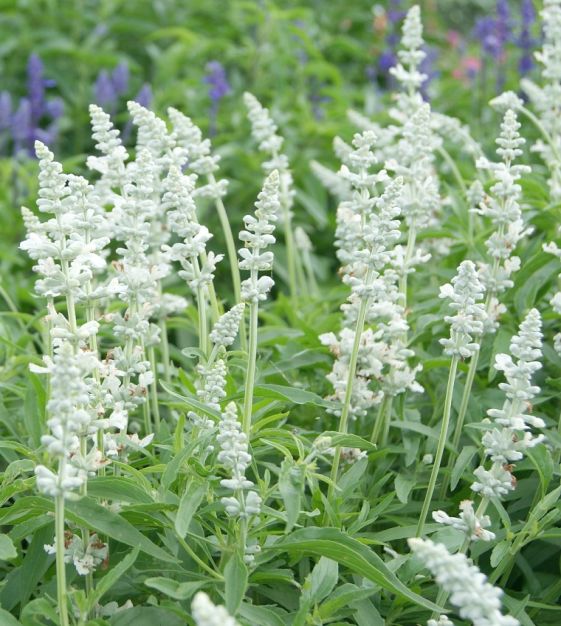 Salvia - Victoria White